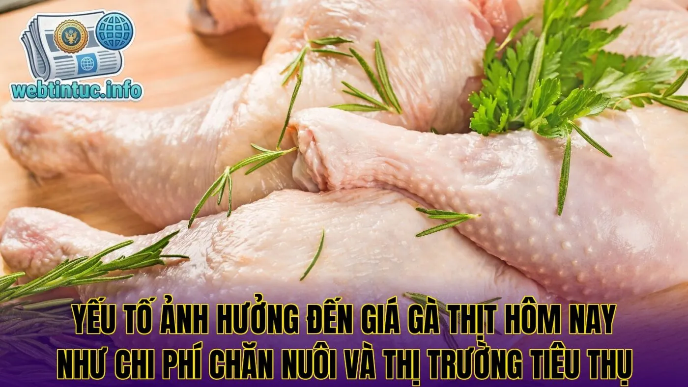 Yếu tố ảnh hưởng đến giá gà thịt hôm nay như chi phí chăn nuôi và thị trường tiêu thụ
